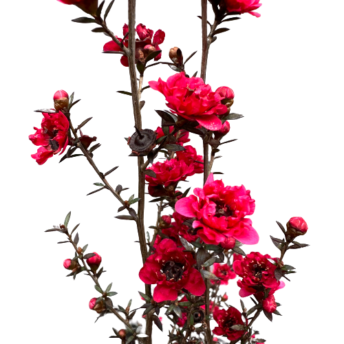 Leptospermum (Manukau Dwarf) 'BURGUNDY QUEEN'