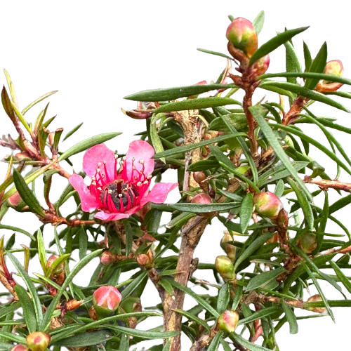 Leptospermum (Manukau Dwarf) 'NANUM HUIA MANUKA'