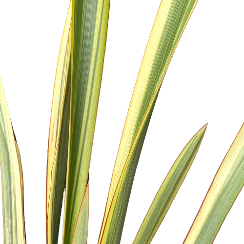 Phormium (Flax) 'WAITARA GOLD'