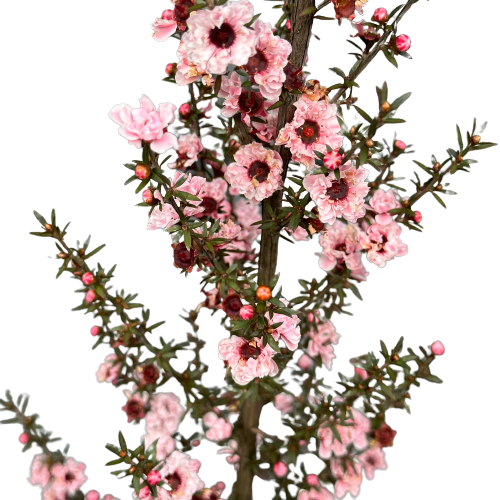 Leptospermum (Manukau Dwarf) 'BLOSSOM'