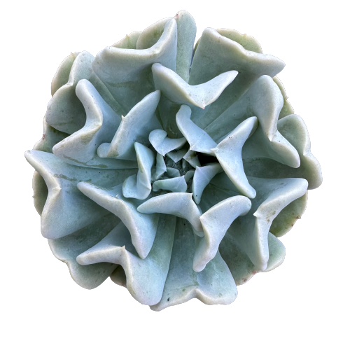 Echeveria runyonii 'TOPSY TURVY'