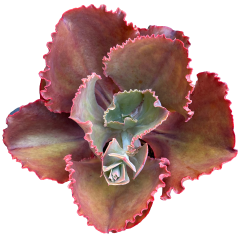 Echeveria 'BITTERSWEET'