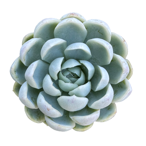 Echeveria elegans 'MEXICAN SNOWBALL'