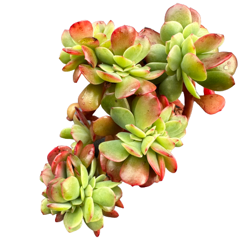 Echeveria fimbriata 'CRESTED RED'