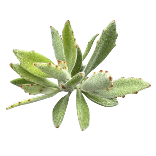 Kalanchoe tomentosa 'PANDA PLANT'