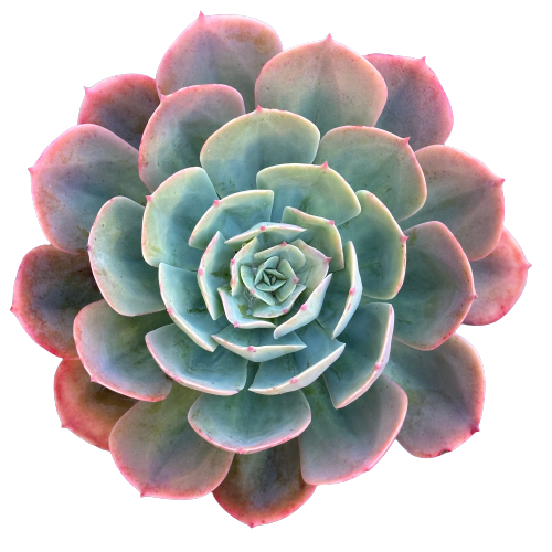 Echeveria imbricata X 'BLUE SKY'