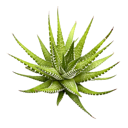 Haworthia fasciata 'ZEBRA'