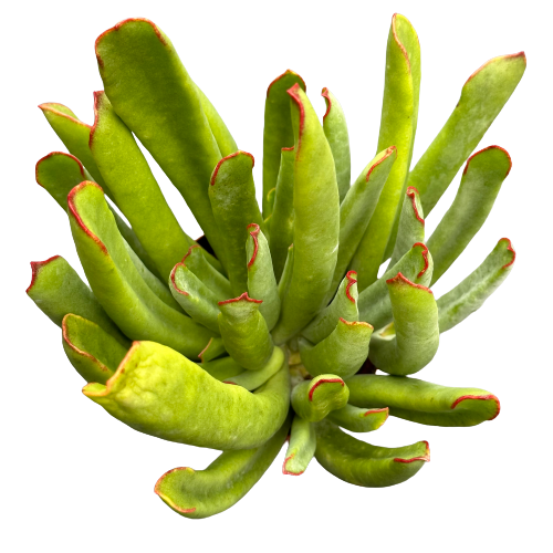 Crassula ovata hobbit 'ET FINGERS'