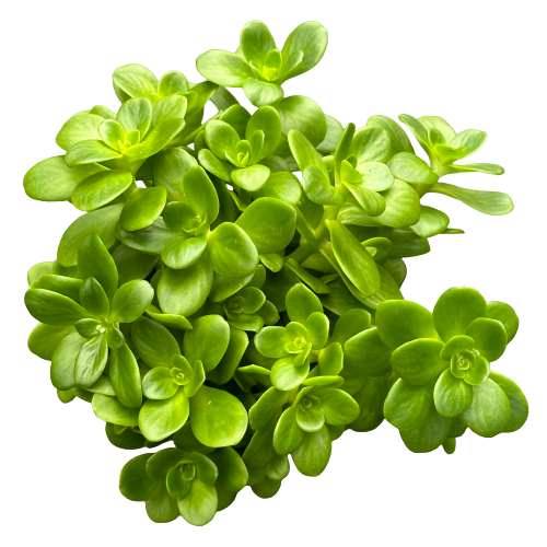 Sedum decumbens 'GREEN STONECROP'