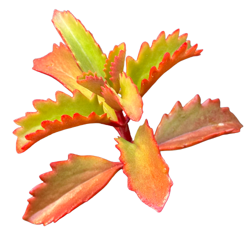 Kalanchoe sexangularis 'SIX-ANGLED KALANCHOE'