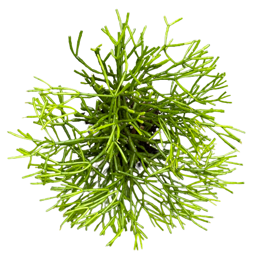 Rhipsalis cereuscula 'CORAL CACTUS’