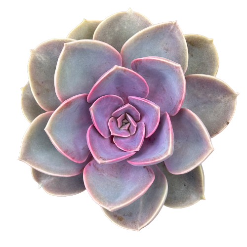 Echeveria 'PERLE VON NURNBERG'