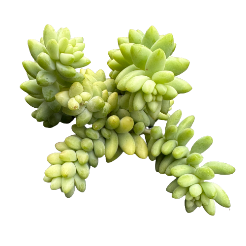 Sedum morganianum 'BURRO'S TAIL'