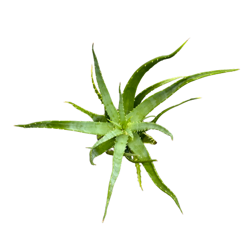 Aloe Humilis Hedgehog Plant