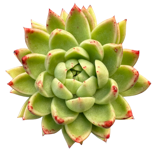 Echeveria agavoides 'MOLDED WAX'