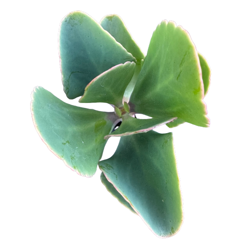 Kalanchoe Rotundifolia 'ROUNDED BLUE'