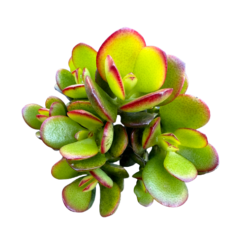 Crassula ovata minima 'MINI JADE'