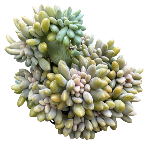 Echeveria cristata 'CUBIC FROST CRESTED'