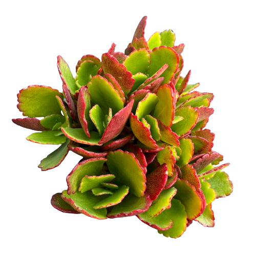 Kalanchoe calandiva 'WINDOWS THRILL'