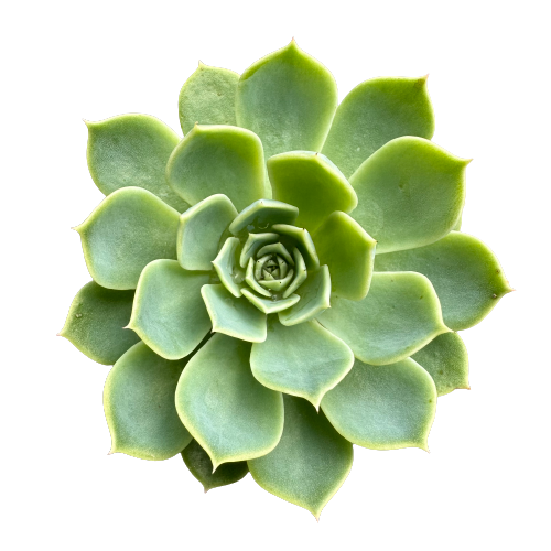 Echeveria glauca 'HENS & CHICKS'