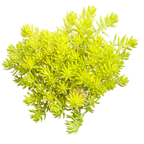 Sedum de Oro 'GOLDEN MOSS'